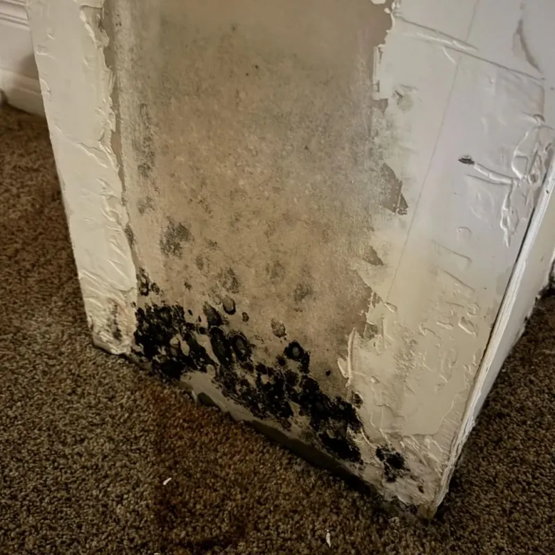 Professional Mold Removal in Mount Vernon, GA